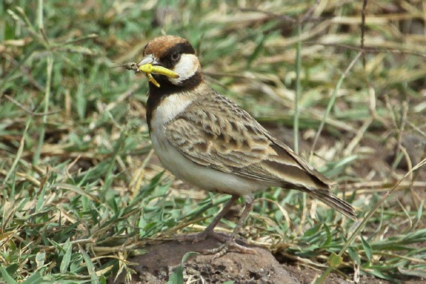 Fischer's Sparrow-Lark