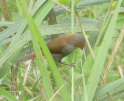 ORANGE CHEEKED WAXBILL ON A SUNNY MORNING IN LAGOS, NIGERIA