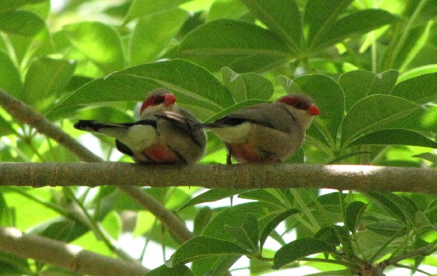 Black-rumped Waxbills Adults in Tree