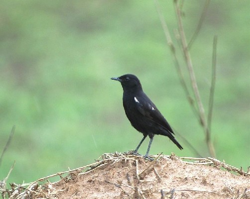 Sooty Chat