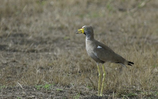 African Wattled Lapwing