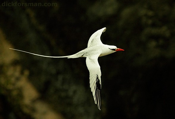 adult at breeding site