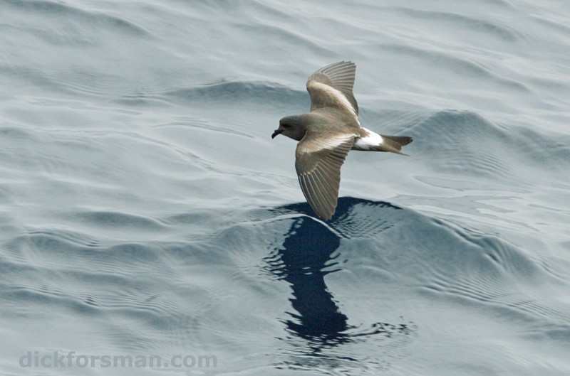 Leach's Storm-petrel