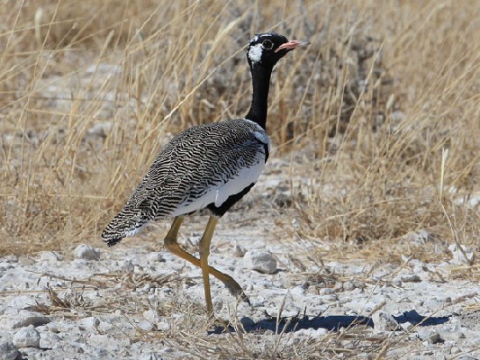 aka Northern Black Koorhan