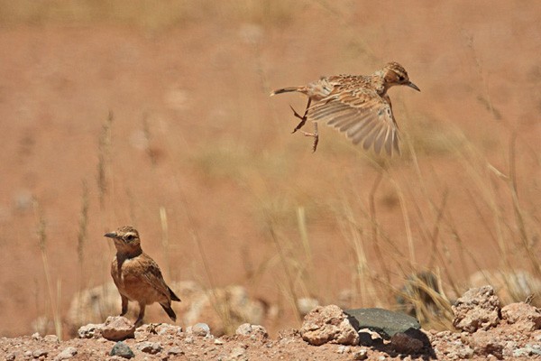 Spike-heeled Lark