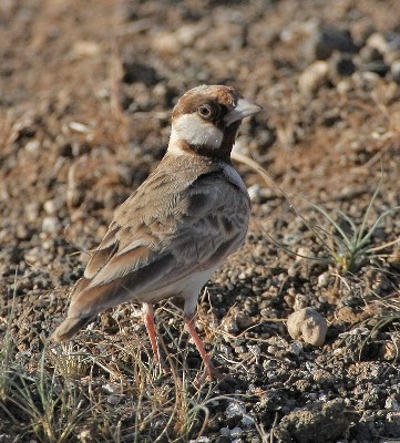 Fischer's Sparrow-Lark