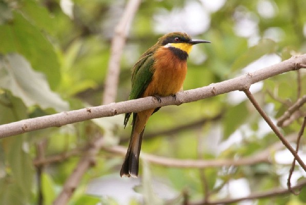 Cinnamon-chested Bee-eater, Nairobi, Kenya