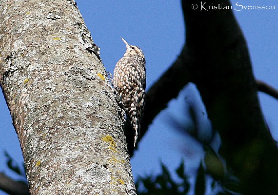 African Spotted Creeper