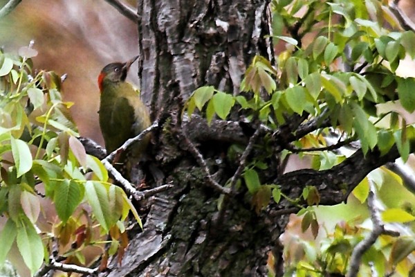 Levaillant's Green Woodpecker