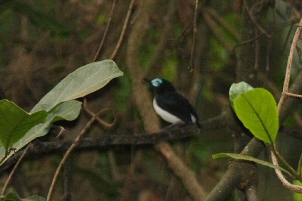 Jameson's Wattle-eye