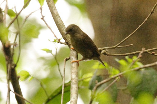 Zenker's Honeyguide