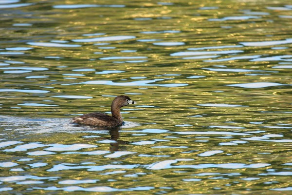 Pied-billed Grebe