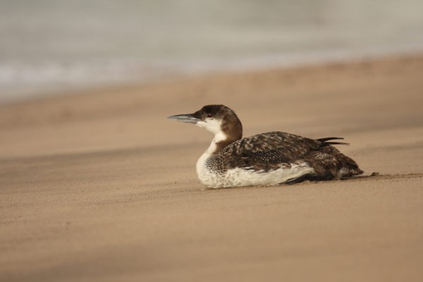 Great Northern Diver