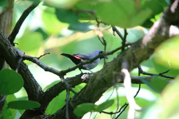 Black-faced Firefinch