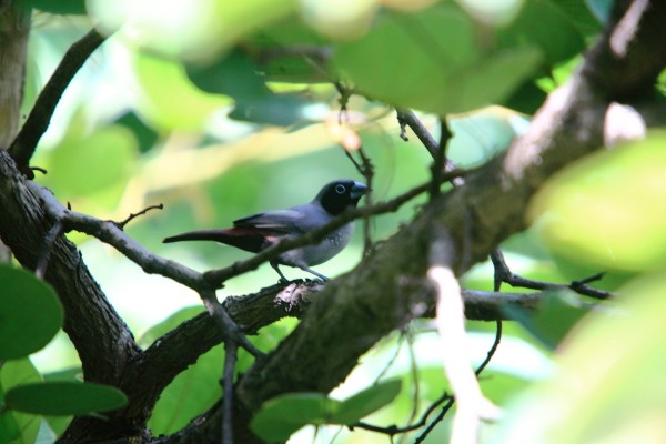 black faced firefinch