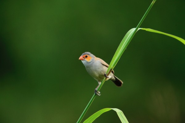Orange-cheeked Waxbill