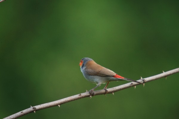 Orange-cheeked Waxbill
