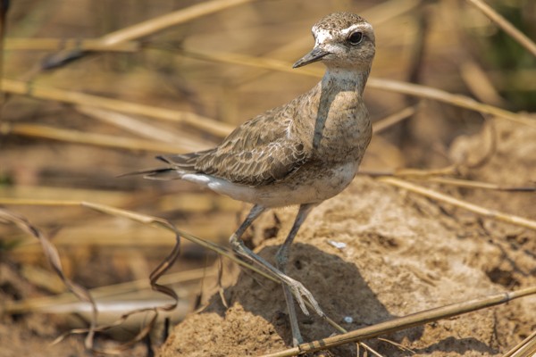 caspian plover