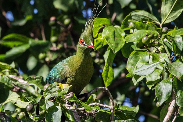 schalow's turaco