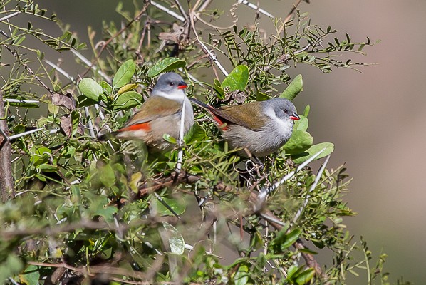 swee waxbill