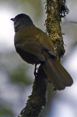Uluguru Greenbul seen well during the 2005 Birdquest Eastern Tanzania tour