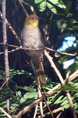 Falkenstein's Greenbul seen exceptionally well on the 2005 Birdquest Angola tour