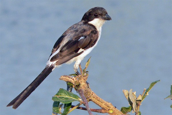 Long-tailed Fiscal seen well during the 2005 Birdquest Eastern Tanzania tour