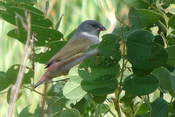 Angolan Waxbill seen exceptionally well on the 2005 Birdquest Angola tour