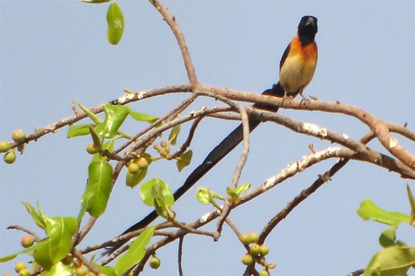 Exclamatory Paradise-Whydah seen well during the 2006 Birdquest Gambia & Senegal tour