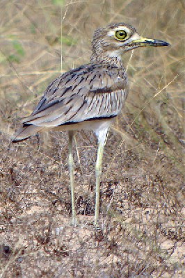 Senegal Thick-knee seen well during the 2006 Birdquest Gambia & Senegal tour