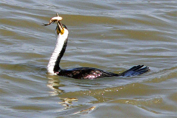 Great Cormorant seen well during the 2006 Birdquest Gambia & Senegal tour