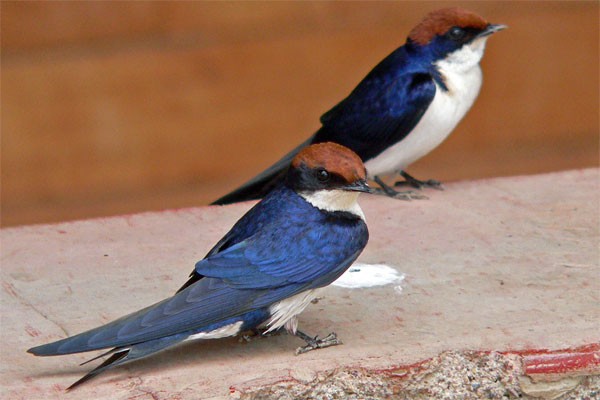 Wire-tailed Swallows