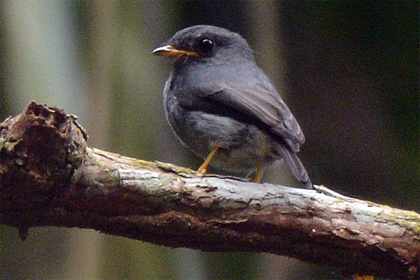 Yellow-footed Flycatcher