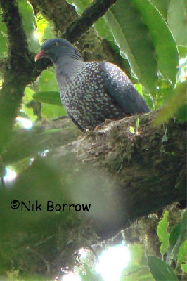 Cameroon Olive Pigeon