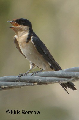Ethiopian Swallow seen well during the Birdquest Cameroon 2007 tour