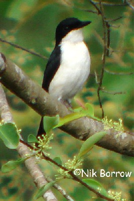 Shrike-Flycatcher seen well during the Birdquest Forests of Cameroon 2007 tour