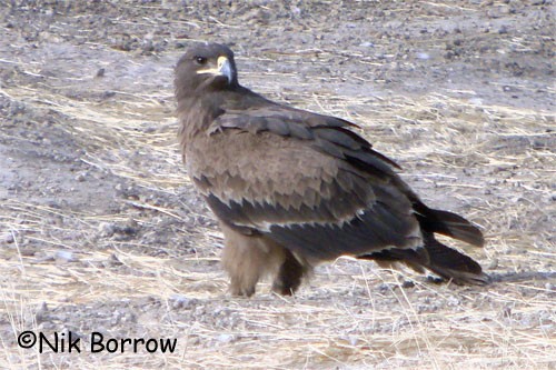 Steppe Eagle seen well during the Birdquest Cameroon 2007 tour