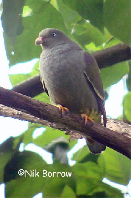 São Tomé Green Pigeon