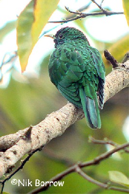 African Emerald Cuckoo - the race insularum