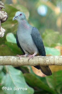São Tomé Bronze-naped Pigeon