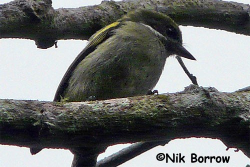 Moustached Green Tinkerbird