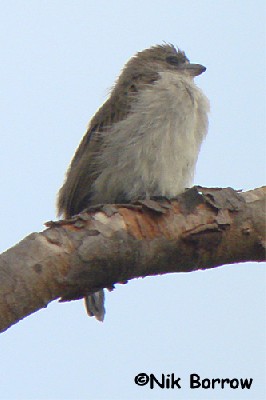 Apparently a Pallid Honeyguide but somewhat away from its 'normal' range