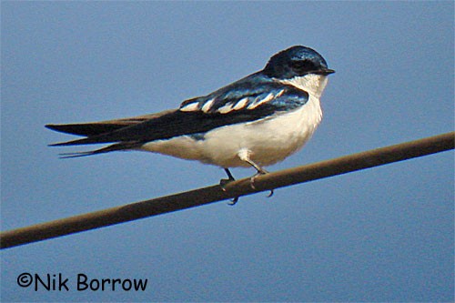 Pied-winged Swallow