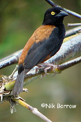 Chestnut-and-black Weaver