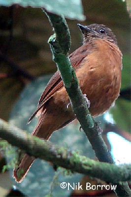 Rufous Flycatcher Thrush
