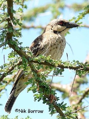 Donaldson Smith's Sparrow Weaver