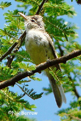 Eastern Olivaceous Warbler