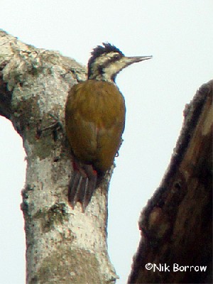 Fire-bellied Woodpecker