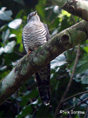 aka Madagascar Lesser Cuckoo