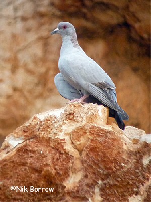 Somali Pigeon
